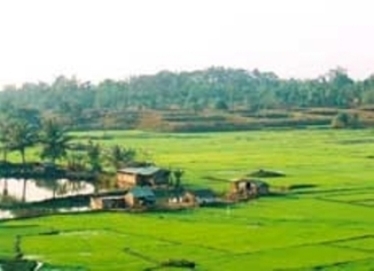vietnam rice firlds